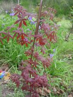 Flowers -10 002.JPG