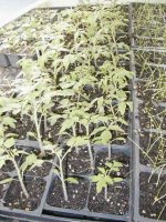 Tomatoes-4-8.jpg