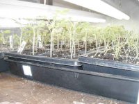 Tomato-Forest-4-8.jpg
