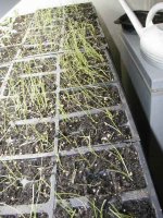 Onions-4-8.jpg