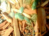 tn_gardening015.JPG
