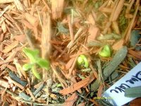 tn_gardening014.JPG