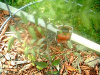 tn_gardening016.JPG