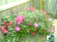 tn_gardening019.JPG