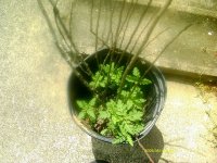 tn_gardening002.JPG