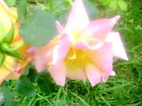 tn_gardening0181.JPG