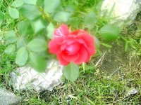 tn_gardening0171.JPG