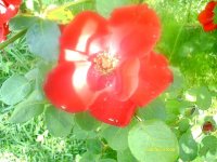 tn_gardening0111.JPG