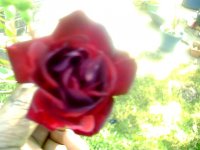 tn_gardening0051.JPG