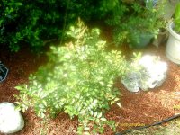 tn_gardening003.JPG