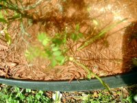 tn_gardening004.JPG