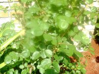 tn_gardening022.JPG