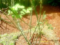 tn_gardening024.JPG