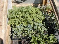 hotbed-plants-may-4.jpg