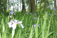 good iris field.jpg