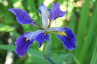 single iris.JPG