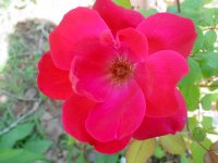 Flowers -10 009.JPG