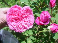 Flowers -10 010.JPG