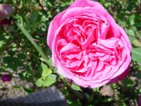 Flowers -10 007.JPG