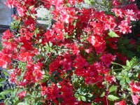 Flowers -10 004.JPG