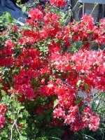 Flowers -10 005.JPG
