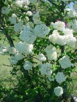 Flowers -10 002.JPG