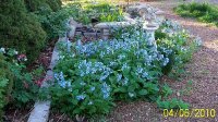 Virginia bluebells 5.jpg