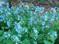 Virginia bluebells 7.jpg