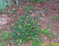 Little Lanters Columbine 3.jpg