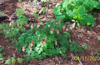 Little Lanterns Columbine 8.jpg