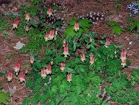 Little Lantern Columbine 5.jpg