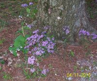 Copy of Woodland Phlox 1.jpg