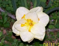 Daffodil 1.jpg