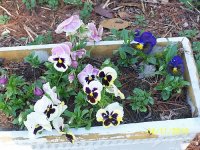 Pansy.jpg