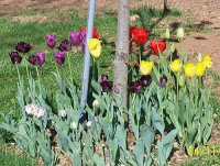 Tulips 4.jpg