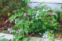 Bleeding Hearts 4.jpg