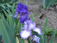Iris 1.jpg