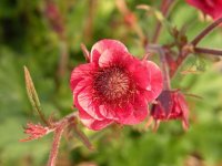 geum.jpg