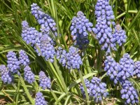 muscari.jpg
