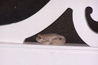 frog 2.jpg