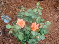DSC00415.JPG
