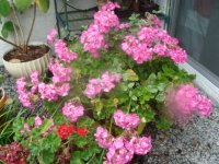 DSC00416.JPG