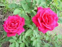 Flowers -10 002.JPG