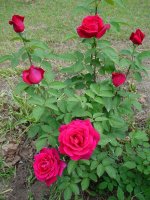Flowers -10 005.JPG