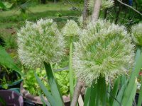 Flowers -10 006.JPG