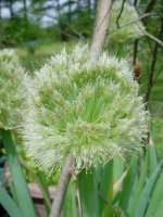 Flowers -10 007.JPG