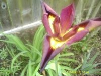 gardening011.JPG