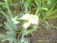 gardening008.JPG