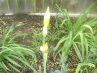 gardening009.JPG
