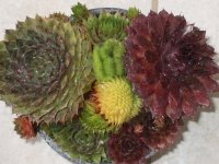 spring plants 013.jpg